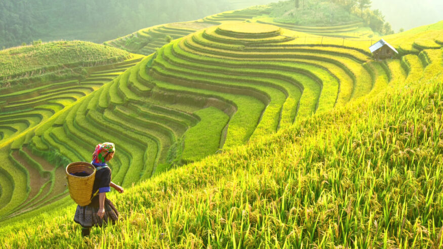 Rice fields on terraced of Mu Cang Chai, YenBai, Rice fields prepare the harvest at Northwest Vietnam.Vietnam landscapes.