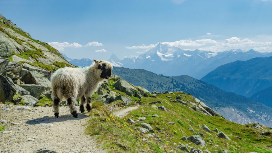 Cute welsh sheep on the high alpine pasture in Switzerland.