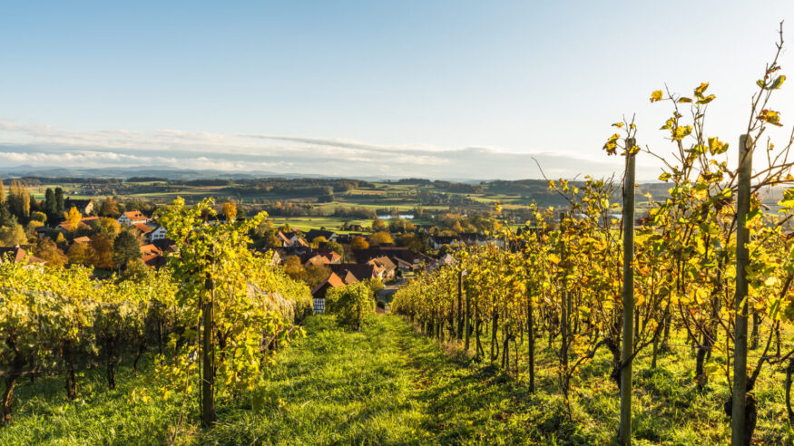 Vineyards in canton Thurgau in Switzerland, autumn leaf colors