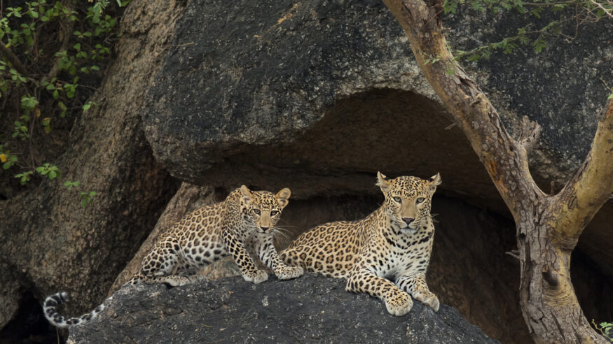 Leopards in Bera