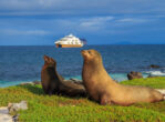 Galapagos yacht charter and sea lion