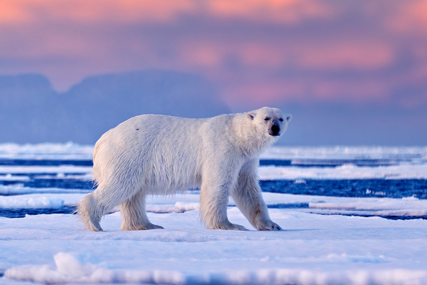 Svalbard/Polar Bear Cruises